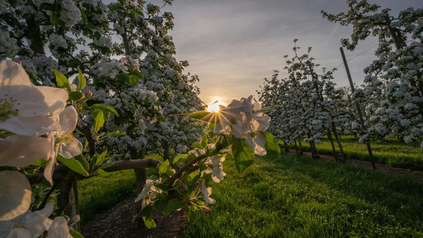 Blühende Obstbäume im Thurgau in der Ostschweiz